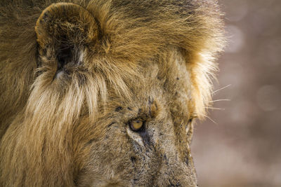 Close-up of lion looking away