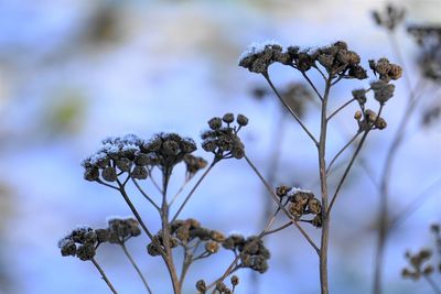 Close-up of wilted flower plant