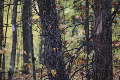 Bare trees in forest