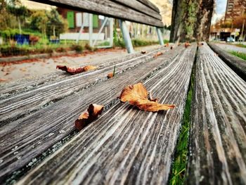 Close-up of autumn leaves on wooden bench