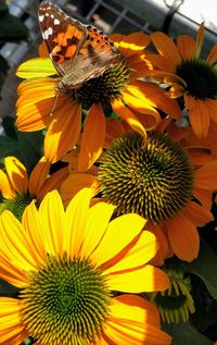 Close-up of sunflower blooming outdoors