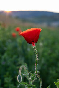 Close-up of red poppy flower