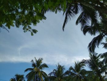 Low angle view of palm trees against sky