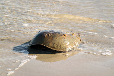 Close-up of sea turtle in sand at beach