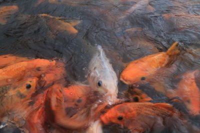 High angle view of fishes swimming in pond