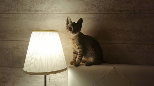 Cat sitting on floor at home