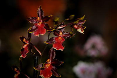 Close-up of red flowers