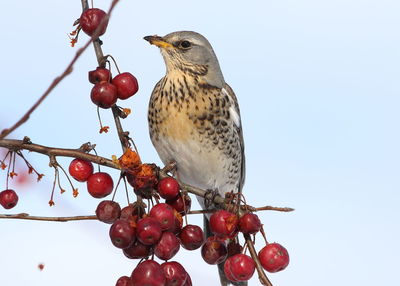 Low angle view of bird perching on tree against sky