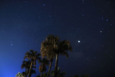 Low angle view of coconut palm trees against sky at night