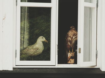 View of an animal on window sill