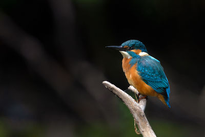 Close-up of bird perching on a branch