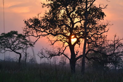 Bare trees on landscape