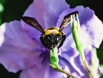 Macro shot of bee on flower