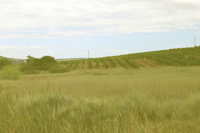 Scenic view of grassy field against cloudy sky
