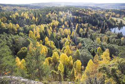 Scenic view of pine trees in forest against sky