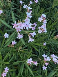 High angle view of purple flowering plants