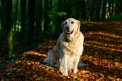 Dog looking away in forest