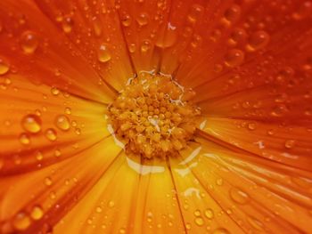 Close-up of wet flower