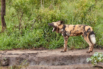 Wild dog in hluhluwe, south africa