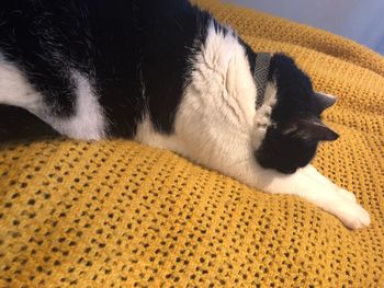 Close-up of cat relaxing on floor