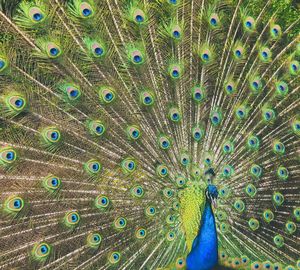 Full frame shot of peacock