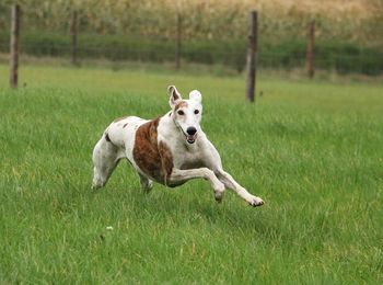 Dog running on grassy field