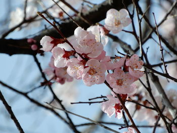 Close-up of cherry blossoms in spring