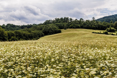 Scenic view of field against sky