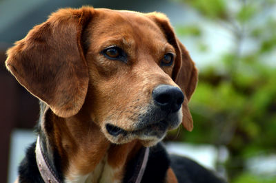 Close-up portrait of dog looking away