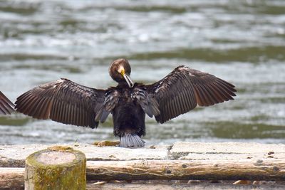 Cormorant spread wings