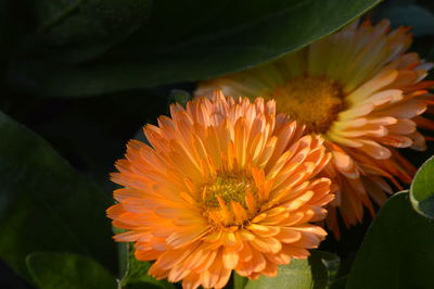 Close-up of orange flower