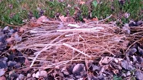 Close up of grass