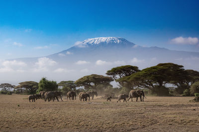 View of horses on field against sky