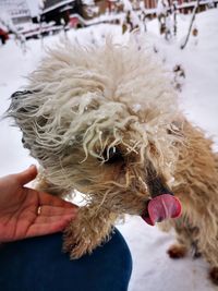 Hand holding white dog