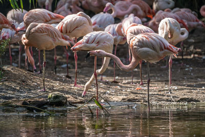 Flock of birds in water