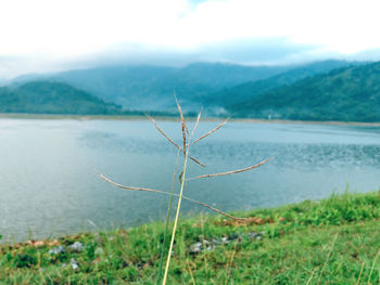 Close-up of plant on land against sea