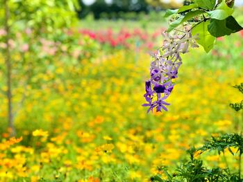 Close-up of purple flowering plant in field