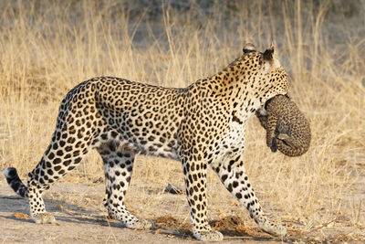 Leopard holding cub while walking on land