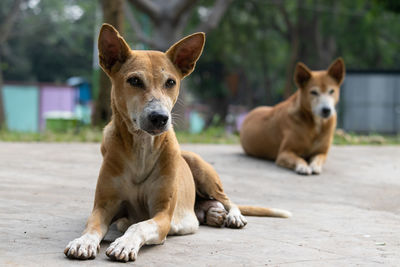 Close up of street dogs sitting on road