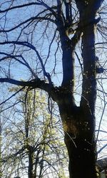 Low angle view of bare trees against sky