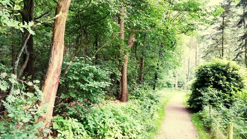 View of trees in forest