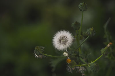 Close-up of dandelion against blurred background