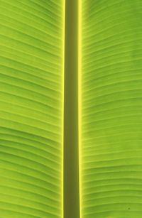 Full frame shot of palm leaf