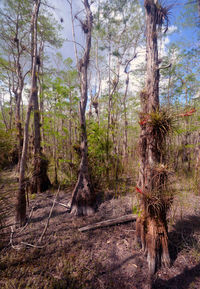 Trees growing in forest