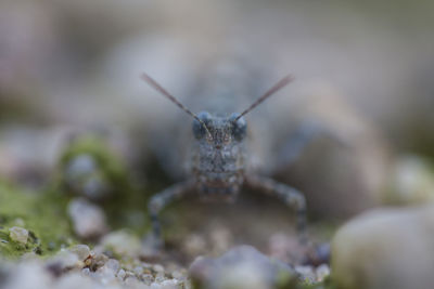 Close-up of insect