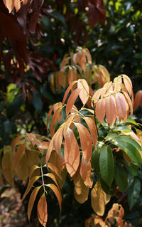 Close-up of flowering plant