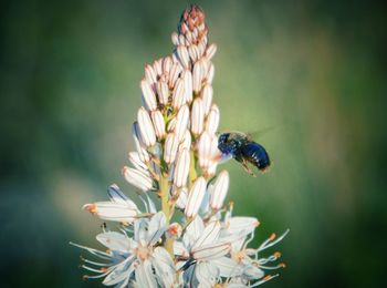 Close-up of bee pollinating on flower