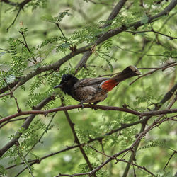 Bird perching on a branch