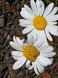 Close-up of white daisy flower