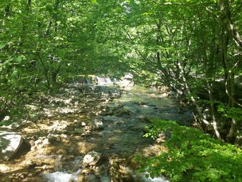 Stream along trees in forest